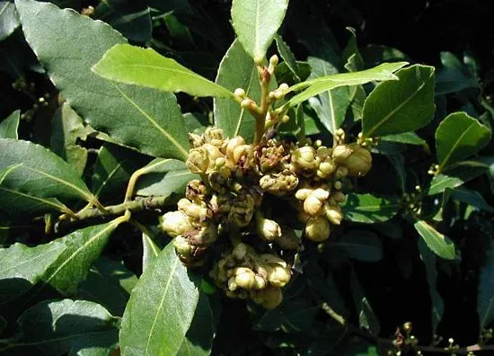 What Is a Bay Leaf Tree?