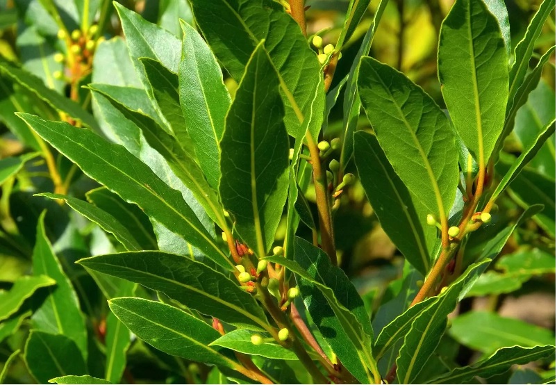 Bay Leaf Tree: A Complete Guide to Benefits, Uses, and Cultivation